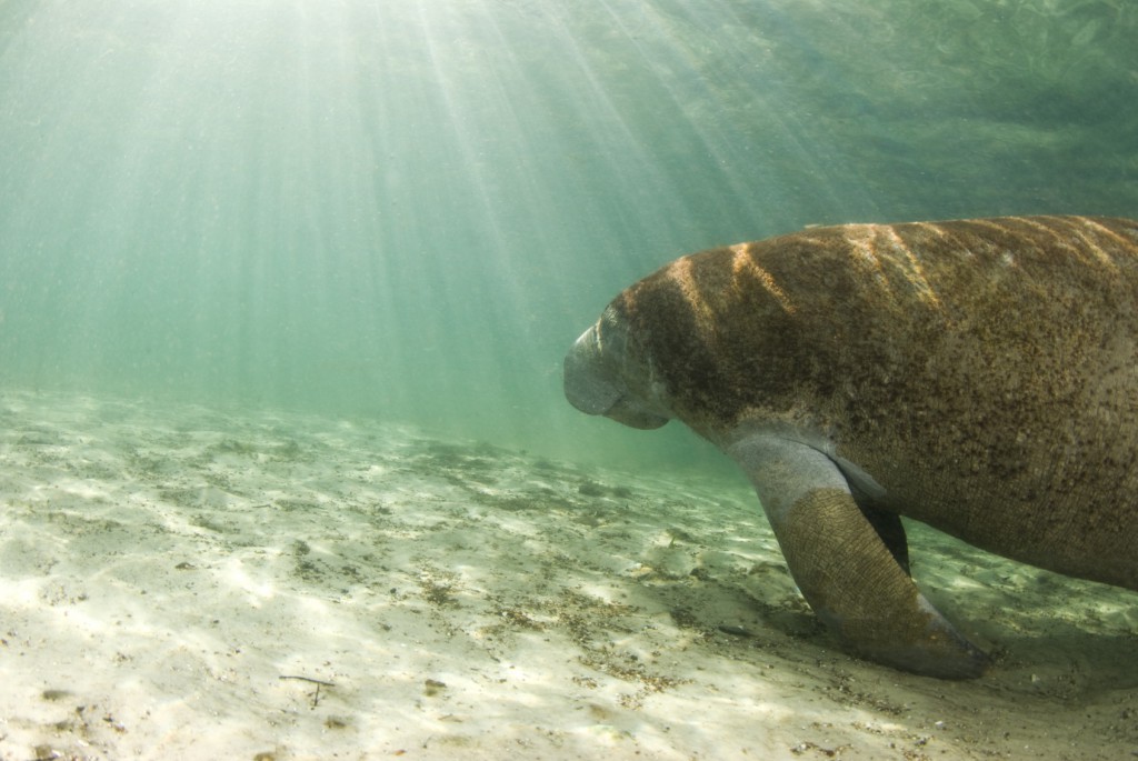 manatee swimming in a freshwater spring
