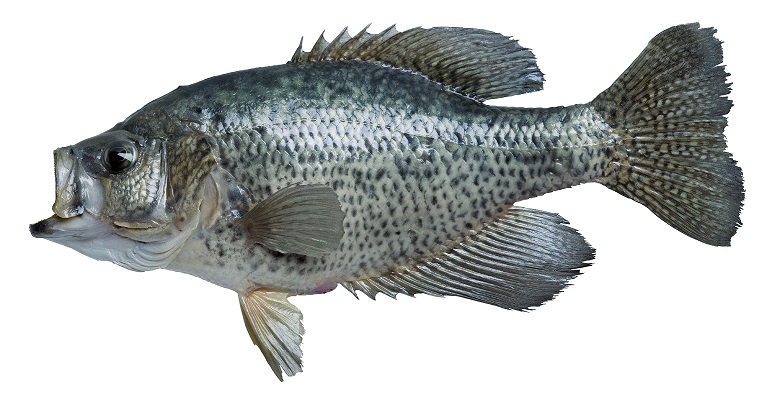 The Black Crappie Is a Fish Known By Many Names