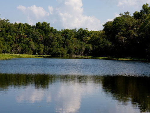 Greenery on St. Johns River