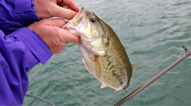 The Best Bass Fishing on Lake George | St. Johns River