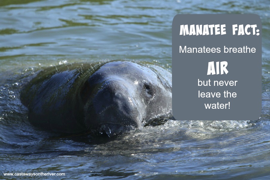 How to Meet Coastal Florida's 'Gentle Giants