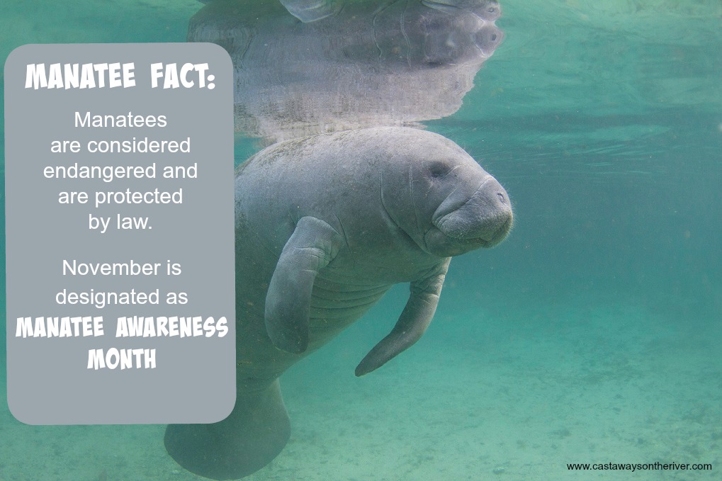 15 Great Places To See Florida Manatees in 2023