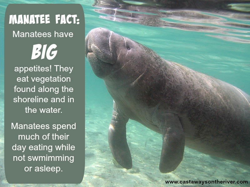 manatee warmie