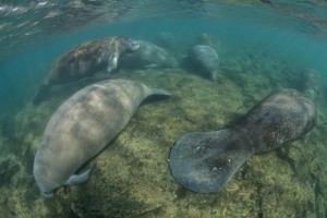 New Years Manatee