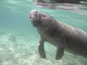 Watching Wildlife in the Ocala National Forest and Along the St. Johns River