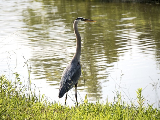 Bird on the river.