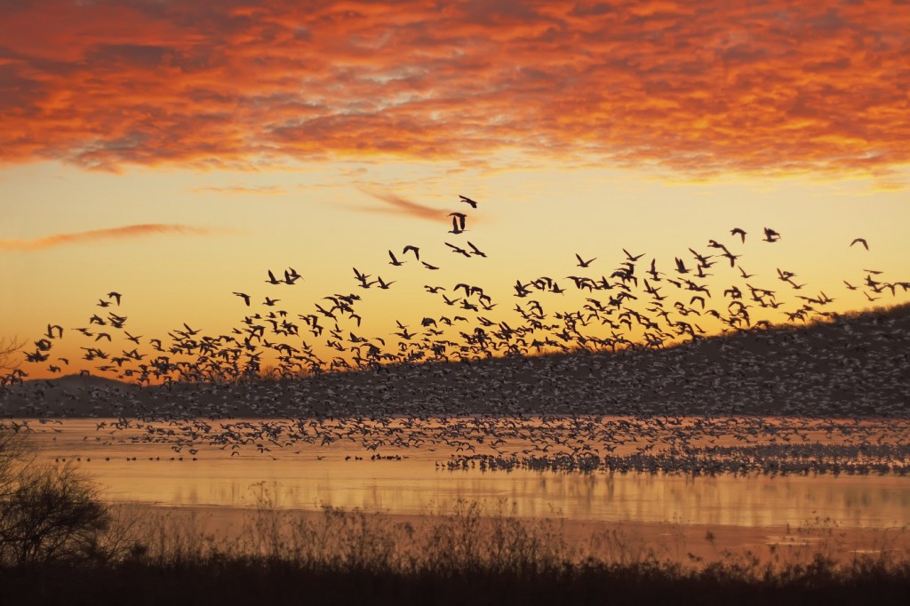 bird watching migration on the river