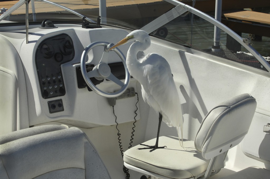 A egret on a boat in the river