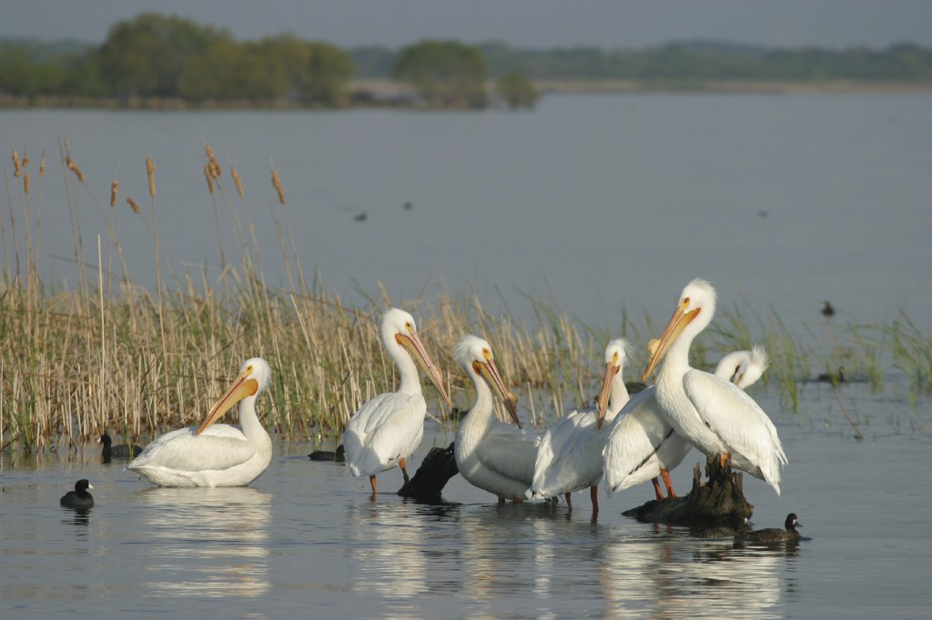 white pelicans on the river