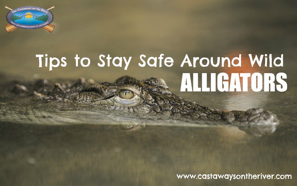 You may see larger alligators more frequently and in places you don’t normally see them this summer during mating season.
