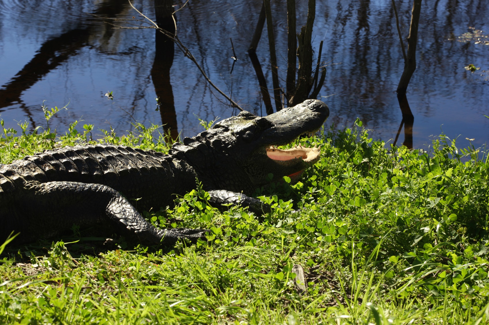 alligator on the river