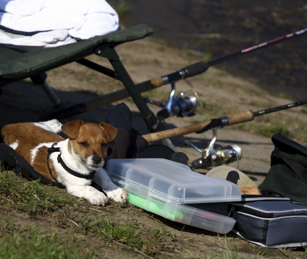 dog and a tackle box