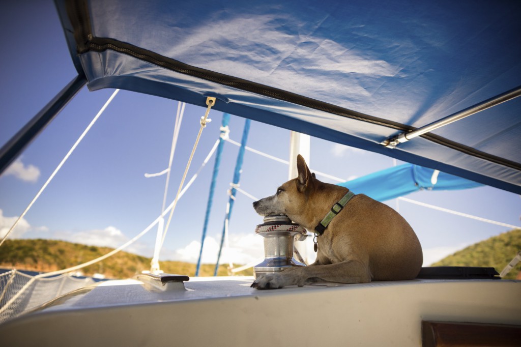 how to fish with a dog on a boat