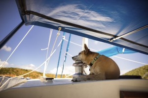 dog on a boat
