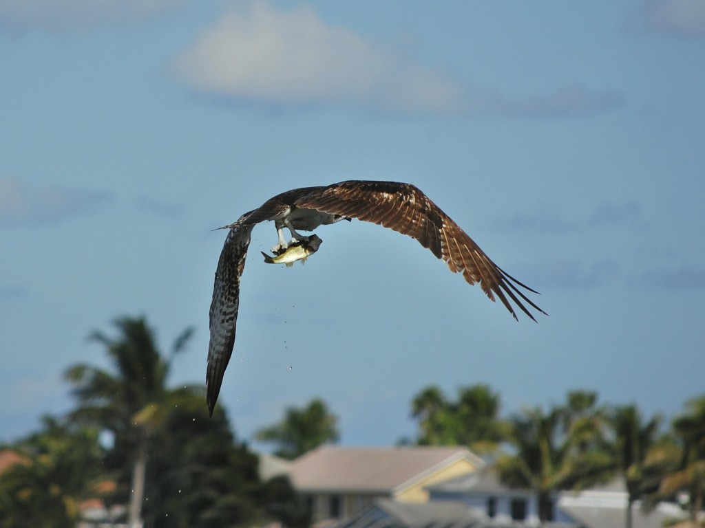 osprey holding a fish