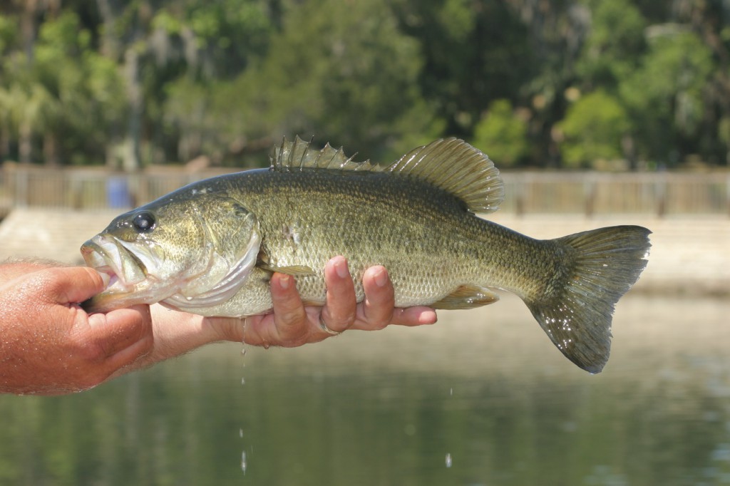 perfect fishing spot for bass fish