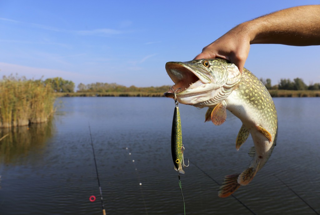 freshwater fishing on the river