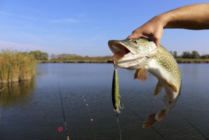 freshwater fishing