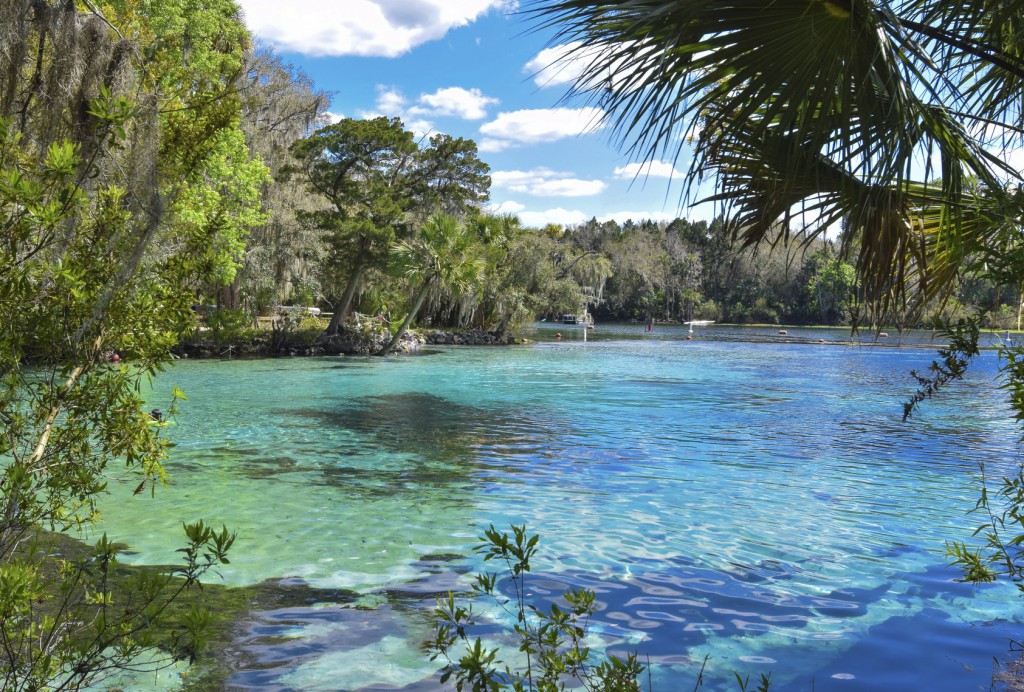 15 Great Places To See Florida Manatees in 2023