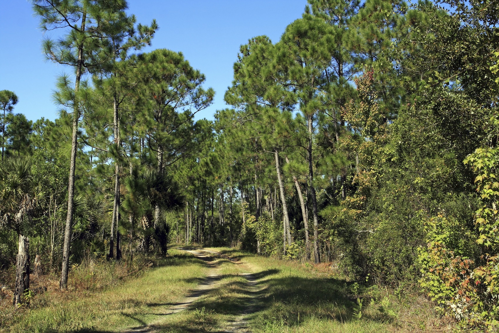 hiking the Florida National Scenic Trail