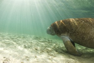 manatee swimming in a freshwater spring