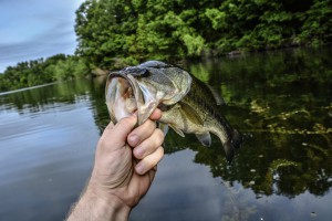 fall bass fishing image