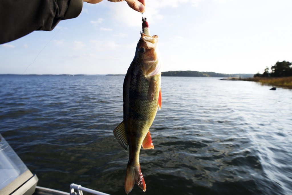 fall bass fishing tips