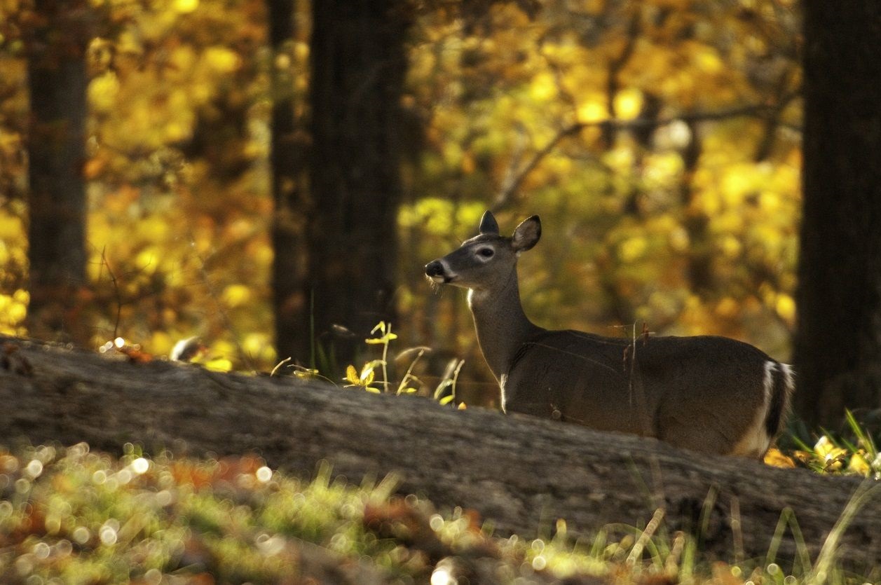 Ocala National Forest Hunting Season Guide deer photo