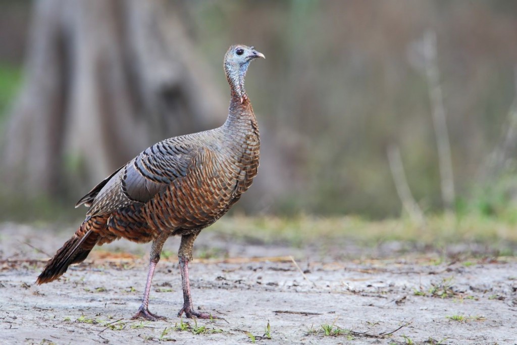 Osceola turkey