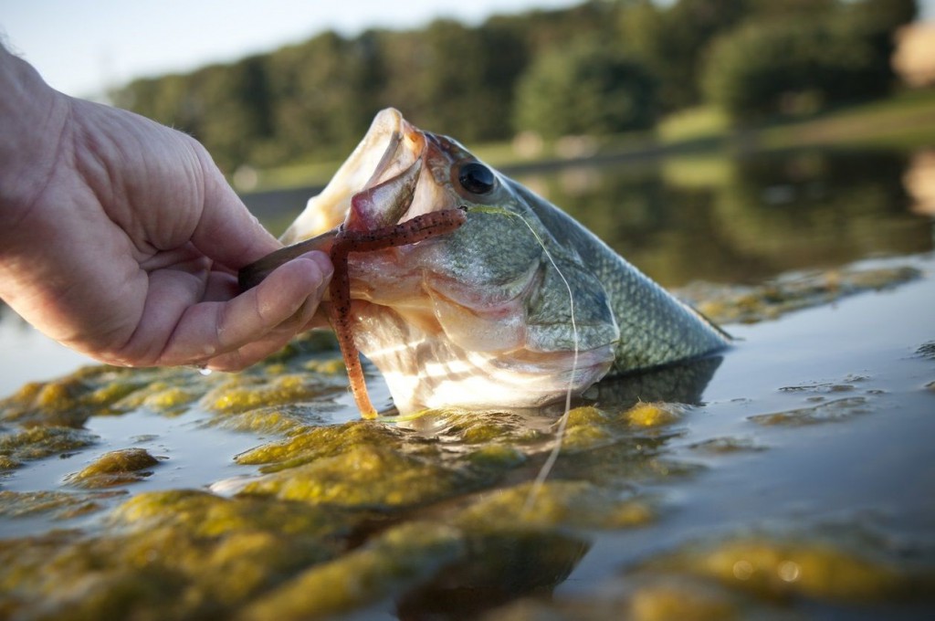 Fishing with Clam Worms as Bait