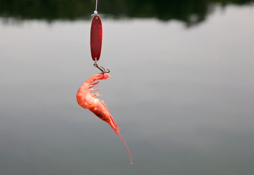 What is one of the best live baits for fishing?