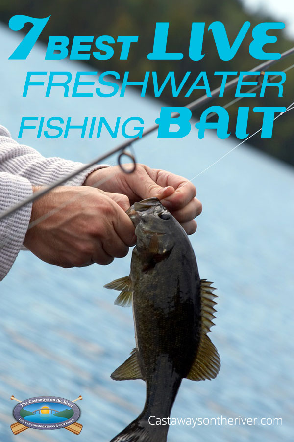 Freshwater Bait