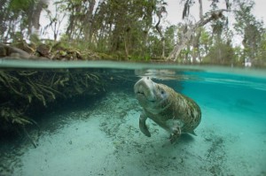 how to spot manatees