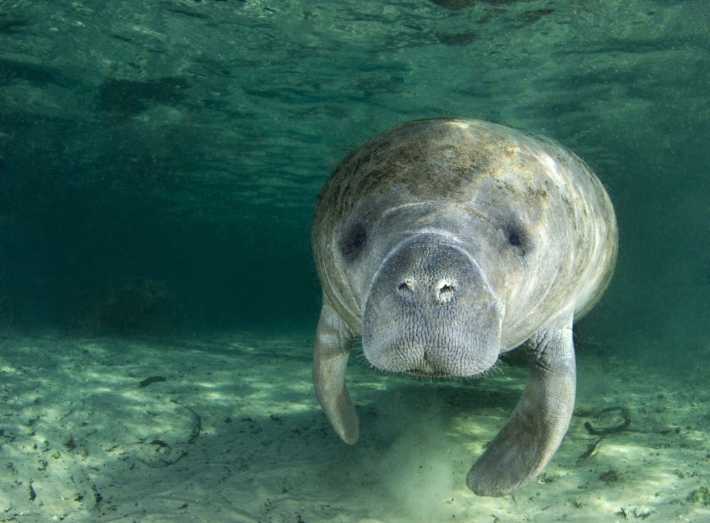 how to spot manatees