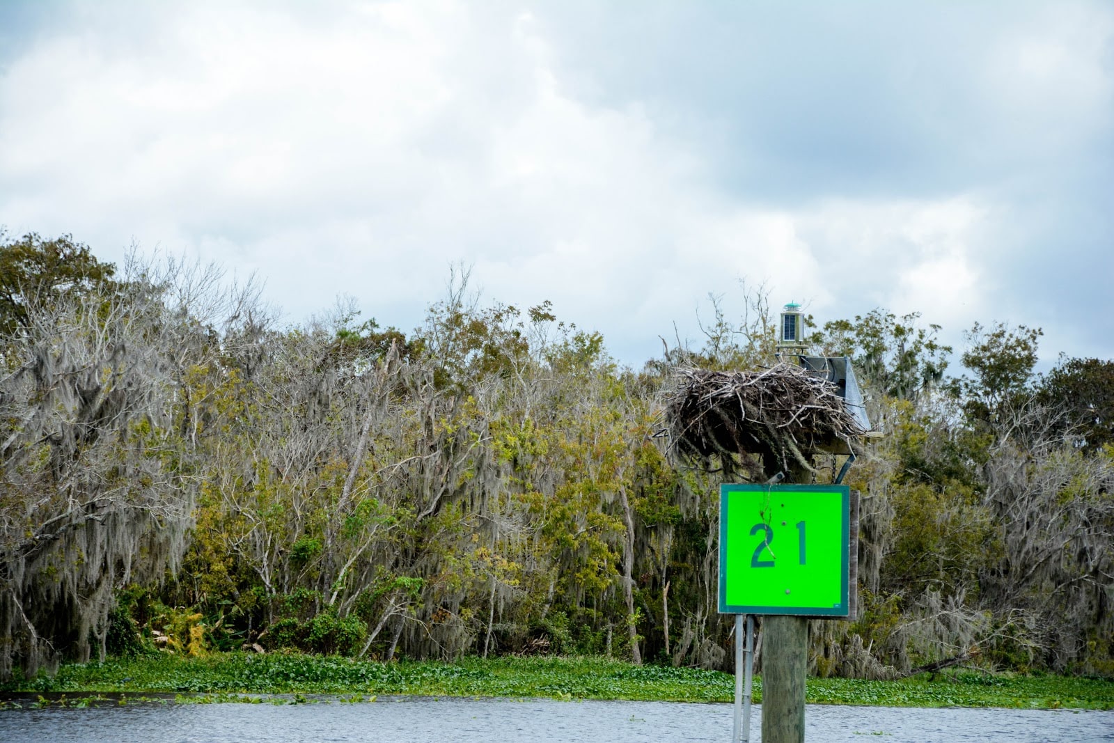 bird nest on the st. johns river