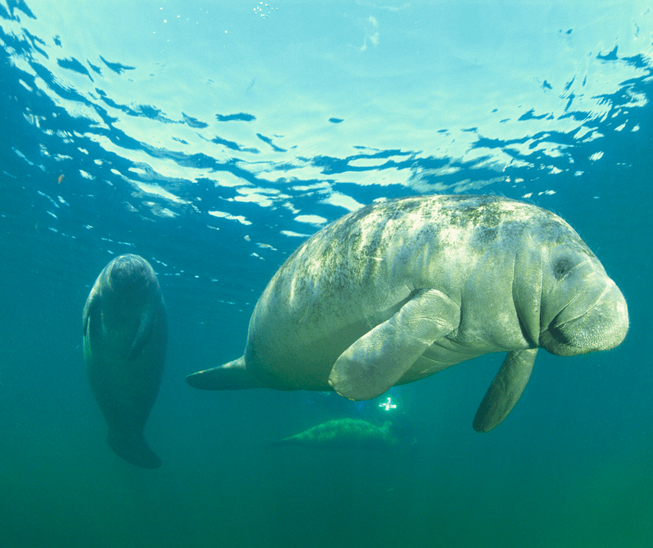 Two manatees swimming in Silver Glen Springs!