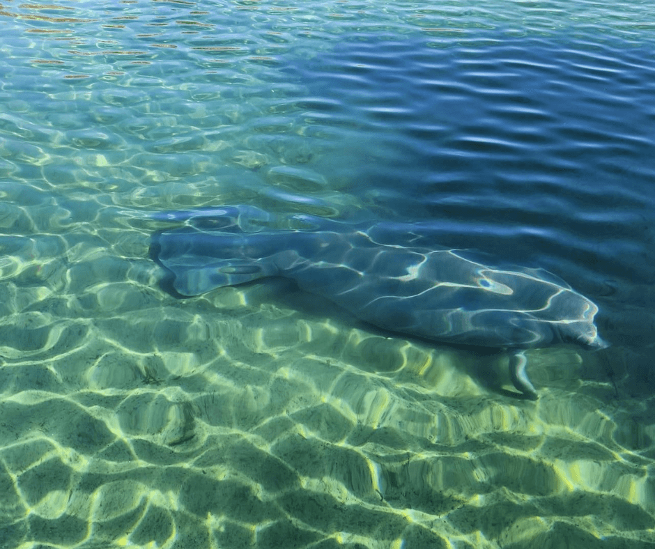 Manatee spotted along the St. Johns River