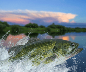 A largemouth bass is spotted jumping out of the St. Johns River.