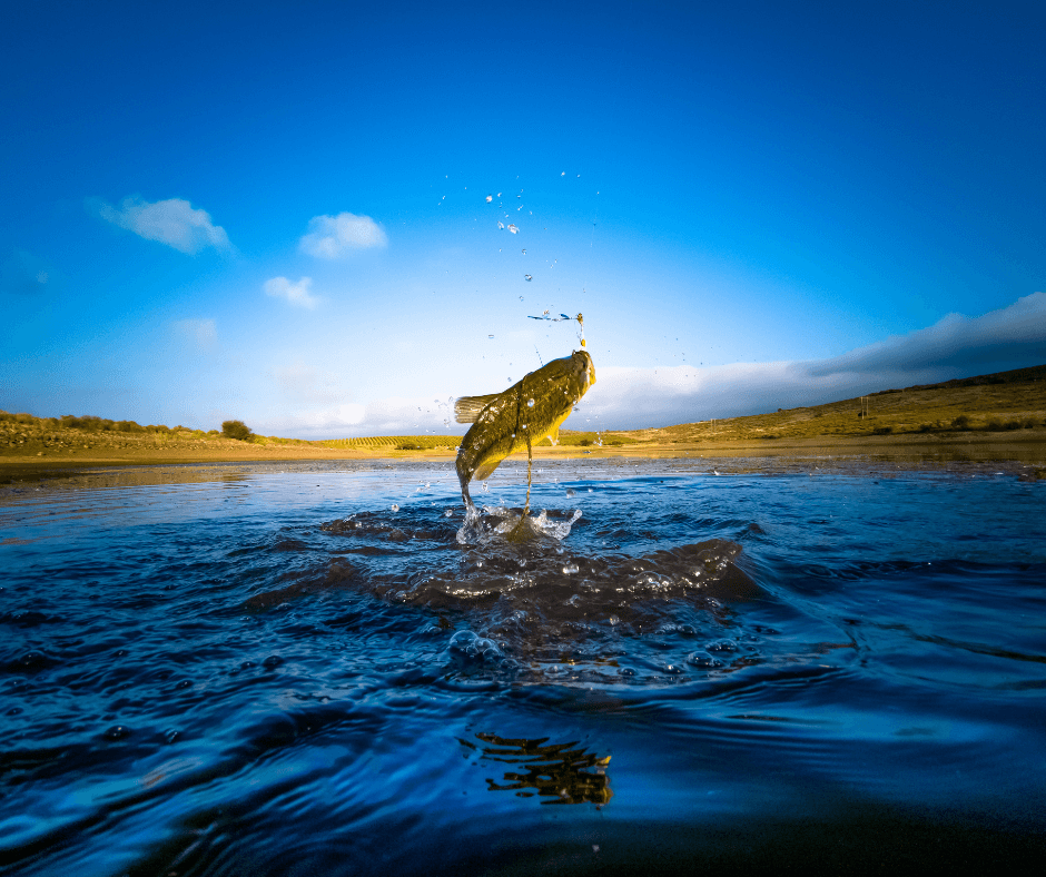 A bass fish is caught jumping out of a river.